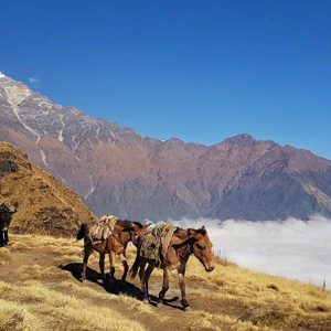 Top 10 Destination For Domestic Travelers