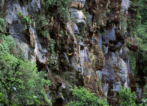 Honey Hunting in Nepal || A unique and thrilling experience