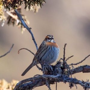 Bird Watching Around Kathmandu Valley | Best experience