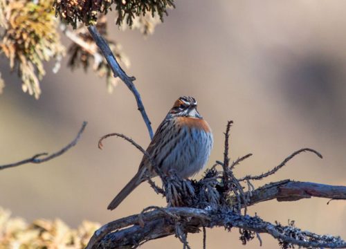Bird Watching Around Kathmandu Valley | Best experience