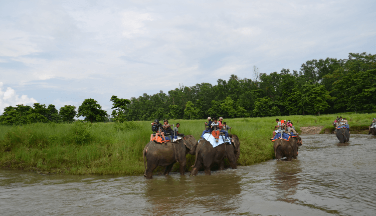 jungle safari in chitwan