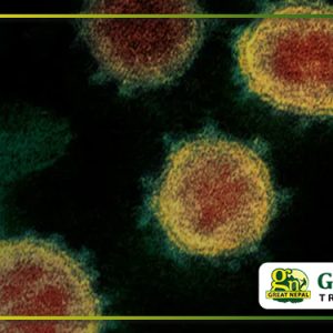 The Global Outbreak of COVID-19 Shuts Everest